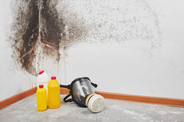 Best Best Mold Removal Companies  in St Hedwig, TX