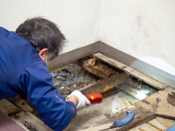 Best Crawl Space Mold Removal  in St Hedwig, TX