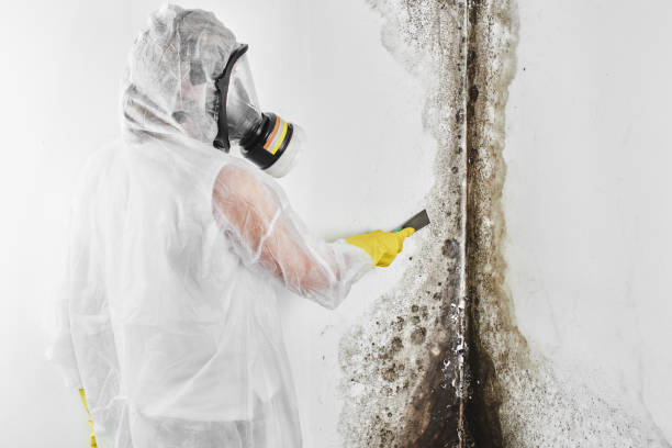 Best Affordable Mold Removal  in St Hedwig, TX