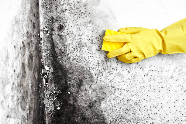St Hedwig, TX Mold Removal Company