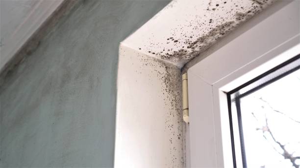 Best Same-Day Mold Removal  in St Hedwig, TX