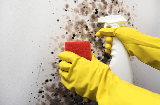Best Commercial Mold Removal  in St Hedwig, TX